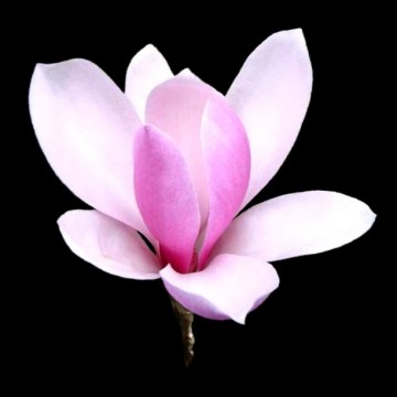 [magnolia_index[1].jpg]